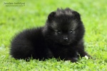 arpel_bohemia_isis_7weeks_095_750~0.jpg