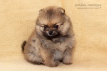 stripek_snu_d_5weeks_20120717_039.jpg