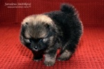 stripek_snu_e_34days_20120725_012.jpg