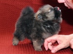 stripek_snu_eragon_eldest_5weeks_20120803_022_600.jpg