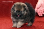 stripek_snu_eragon_eldest_5weeks_20120803_031.jpg