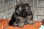 stripek_snu_eragon_eldest_5weeks_IMG_7833.jpg